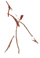 PFT icon